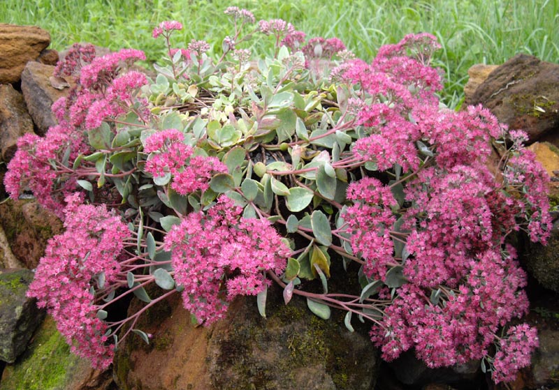 Hylotelephium cauticola 'Lidakense' en fleurs sur des falaises japonaises, avec un feuillage bleu-gris et des inflorescences rose vif